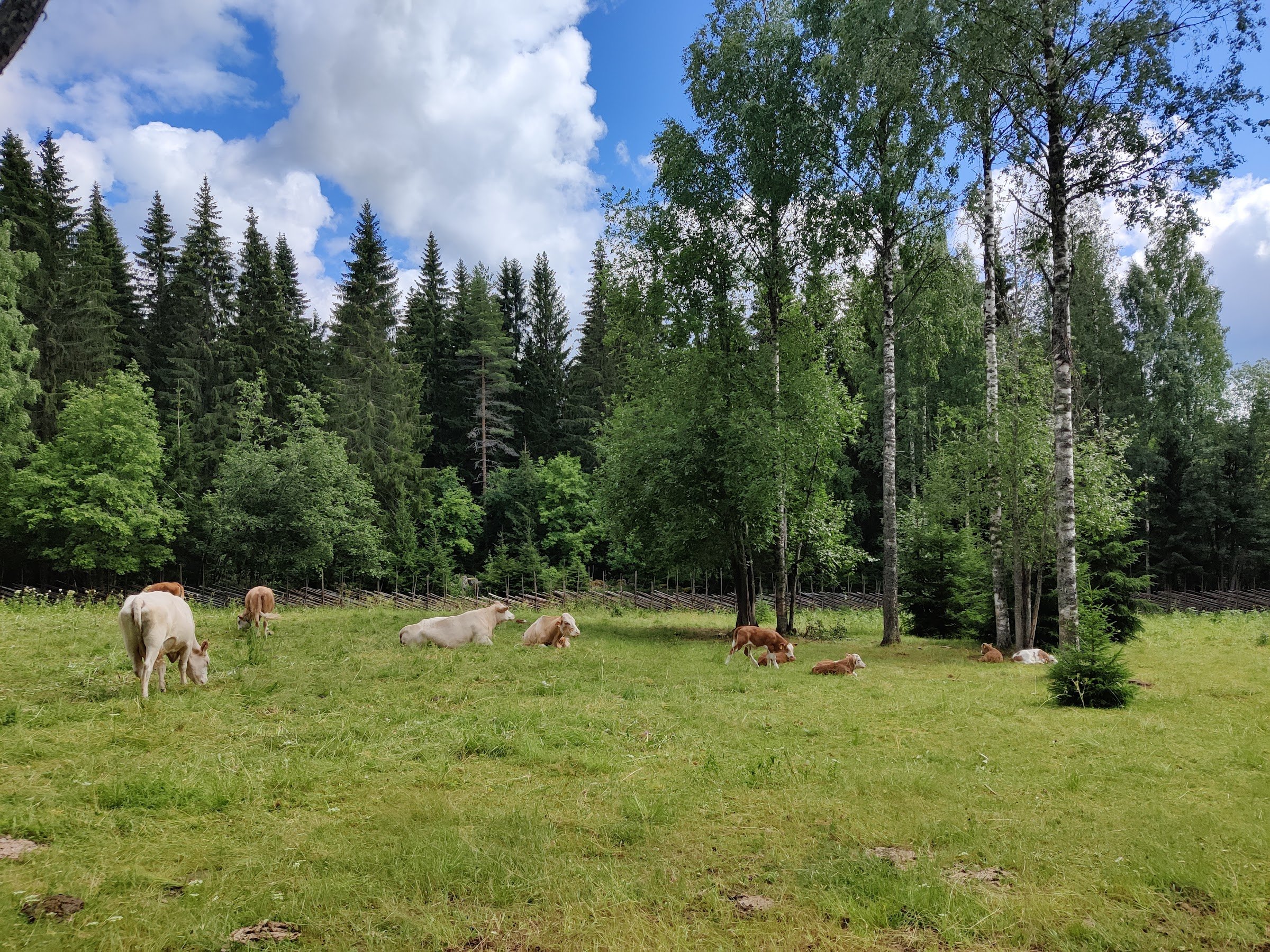 Telkkämäki Nature Reserve (Telkkämäen kaskiperinnetila)
